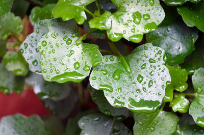 Close-up of water drops on leaves
