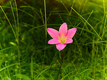 Close-up of pink flower growing on field