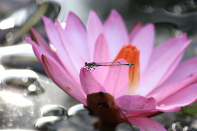 Close-up of insect on pink flower