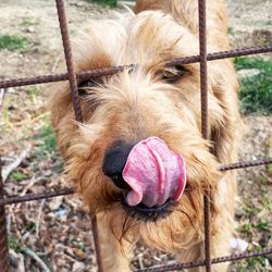 Close-up portrait of dog on field