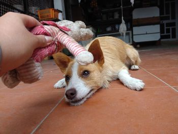 Doggo playing with his friends