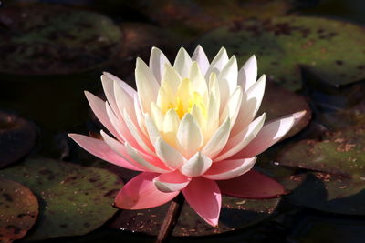 Close-up of lotus water lily in pond