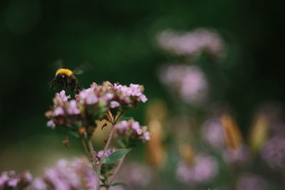 Close-up of bee pollinating on purple flower