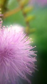 Close-up of pink flower