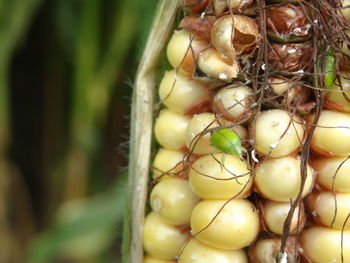 Close-up of bug on corn