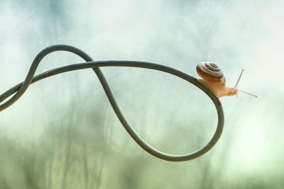 Close-up of snail on metal