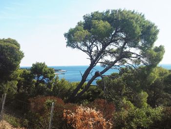 Tree by sea against clear sky