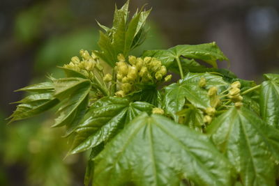 Close-up of fresh green leaves