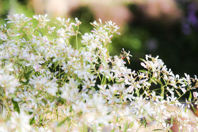 Close-up of bee on flowers
