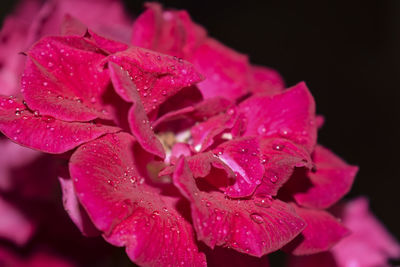 Close-up of wet pink flower blooming against black background