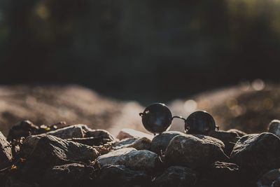 Close-up of pebbles on rock