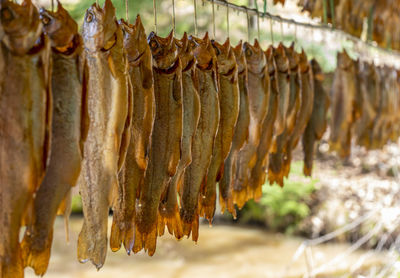 Some smoked trouts hanging side by side in natural ambiance