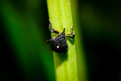 Close-up of insect on leaf