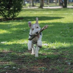 Portrait of dog running on field