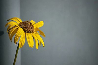 Close-up of yellow flowers