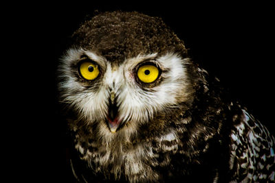 Portrait of owl against black background