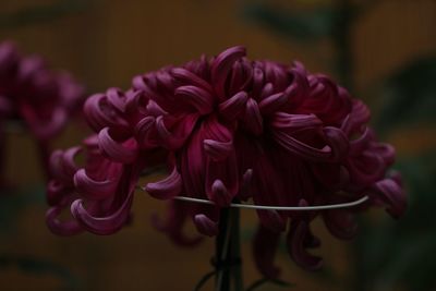 Close-up of pink dahlia flower