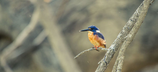 Close-up of kingfisher perching on twig