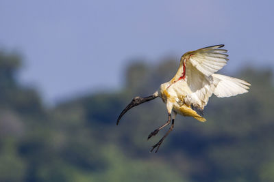 Close-up of bird flying