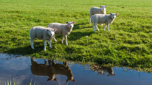 Sheep grazing in lake