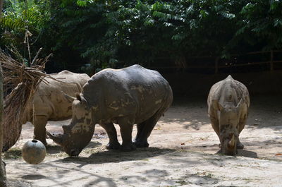 Rhinoceroses grazing in park