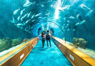 Rear view of fish swimming in aquarium