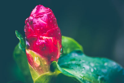 Close-up of wet red flower