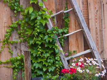 Close-up of plants