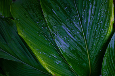 Full frame shot of wet leaves