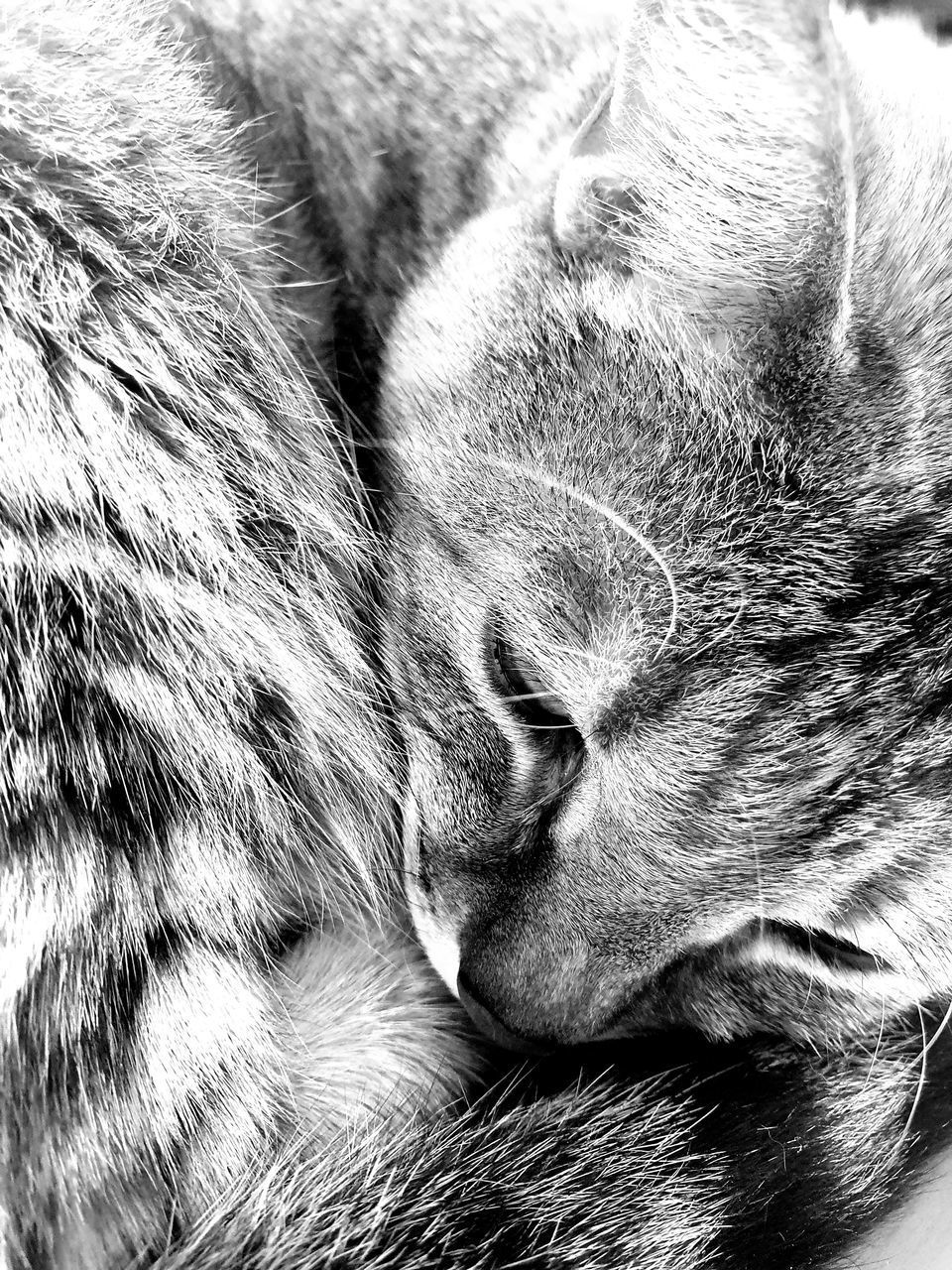 CAT SLEEPING