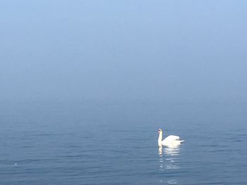 Swan swimming in sea