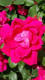 Close-up of pink flower