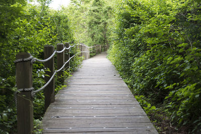 Empty boardwalk amidst trees in forest