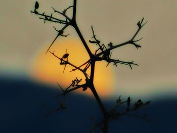 Low angle view of silhouette bare tree against sky