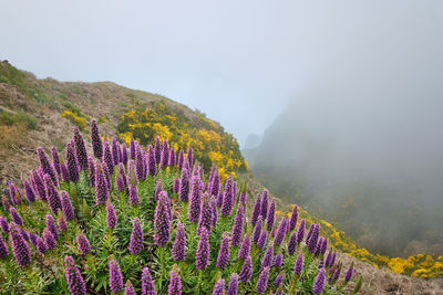 Scenic view of mountains against clear sky