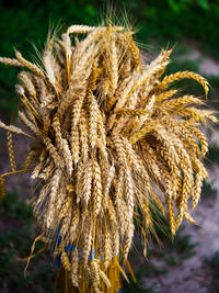 plant