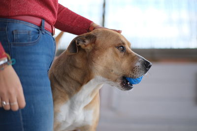 Midsection of man with dog