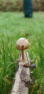Close-up of mushroom growing on field