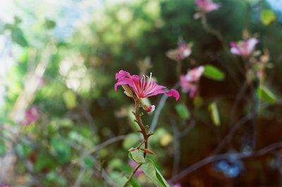 Close-up of pink flower blooming outdoors