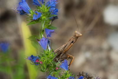 Close-up of a praying mantis on blue flower