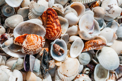 High angle view of shells