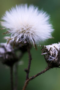 Close-up of flower