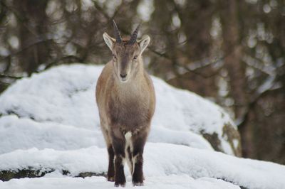 Young animal standing on snow covered field