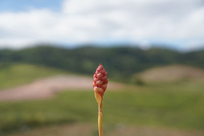 Close-up of red leaf on land