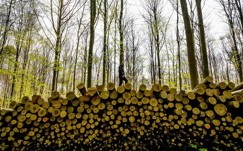 Man standing on stack of logs against trees in forest