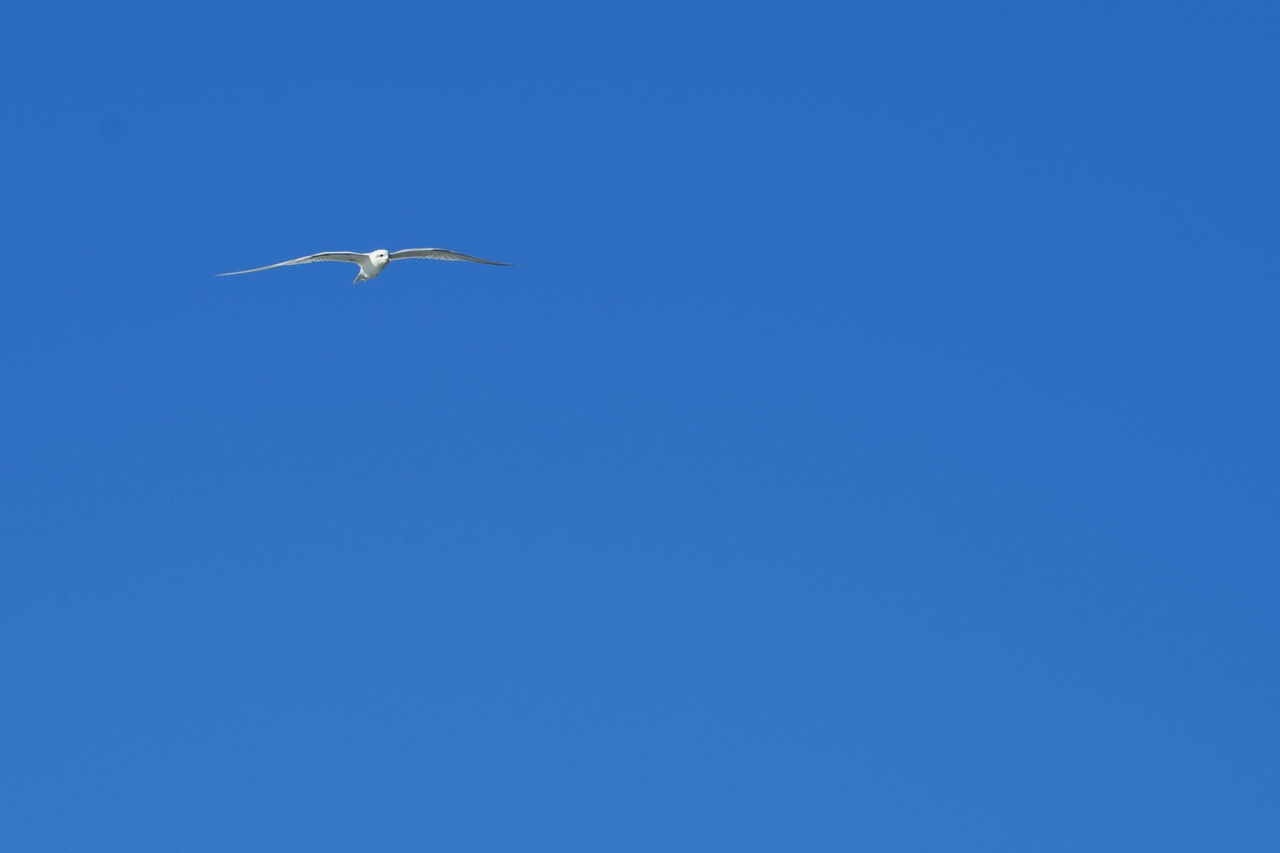 LOW ANGLE VIEW OF BIRD FLYING AGAINST BLUE SKY