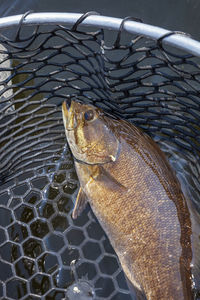 High angle view of fish in container