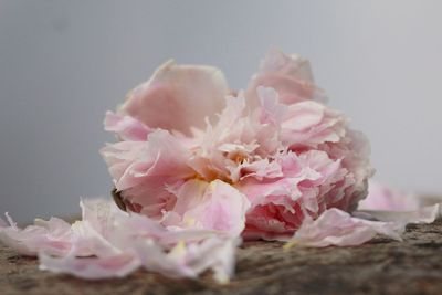 Close-up of pink cherry blossom