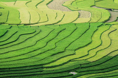 Full frame shot of rice paddy