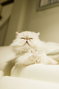 Close-up of a sleepy cat